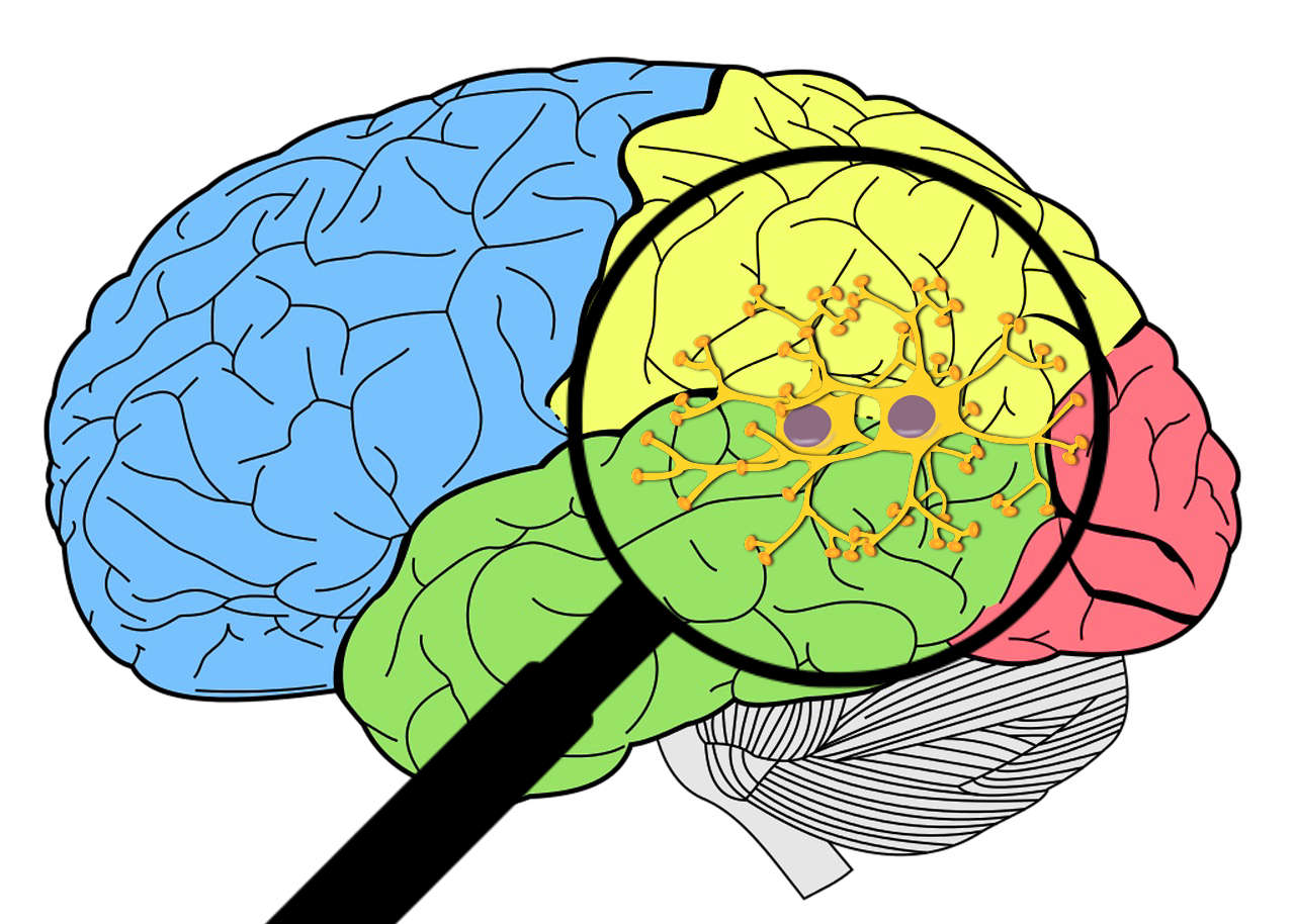 Identifying the neural correlates of consciousness