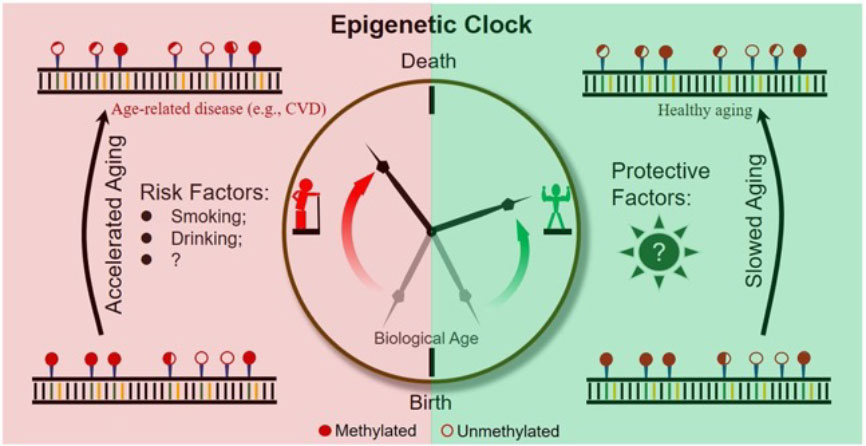 Epigenetic clock